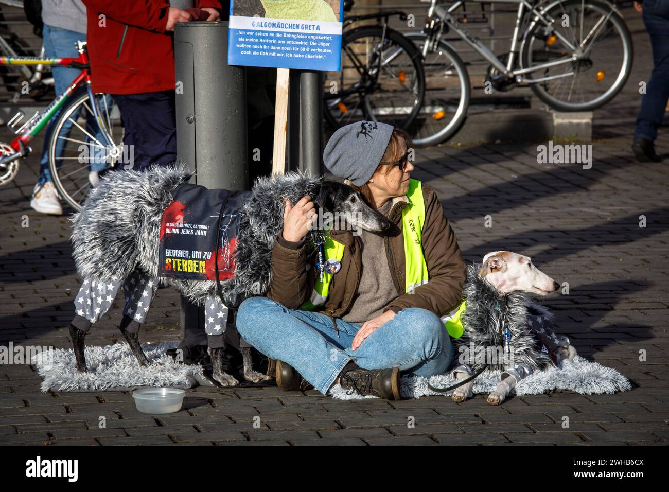 Köln Galgo März am 27.01.2024, Köln, Deutschland. Der "Welt-Galgo-Tag" lenkt die Aufmerksamkeit auf die manchmal miserablen Bedingungen, unter denen Spanisch grau ist Stockfoto