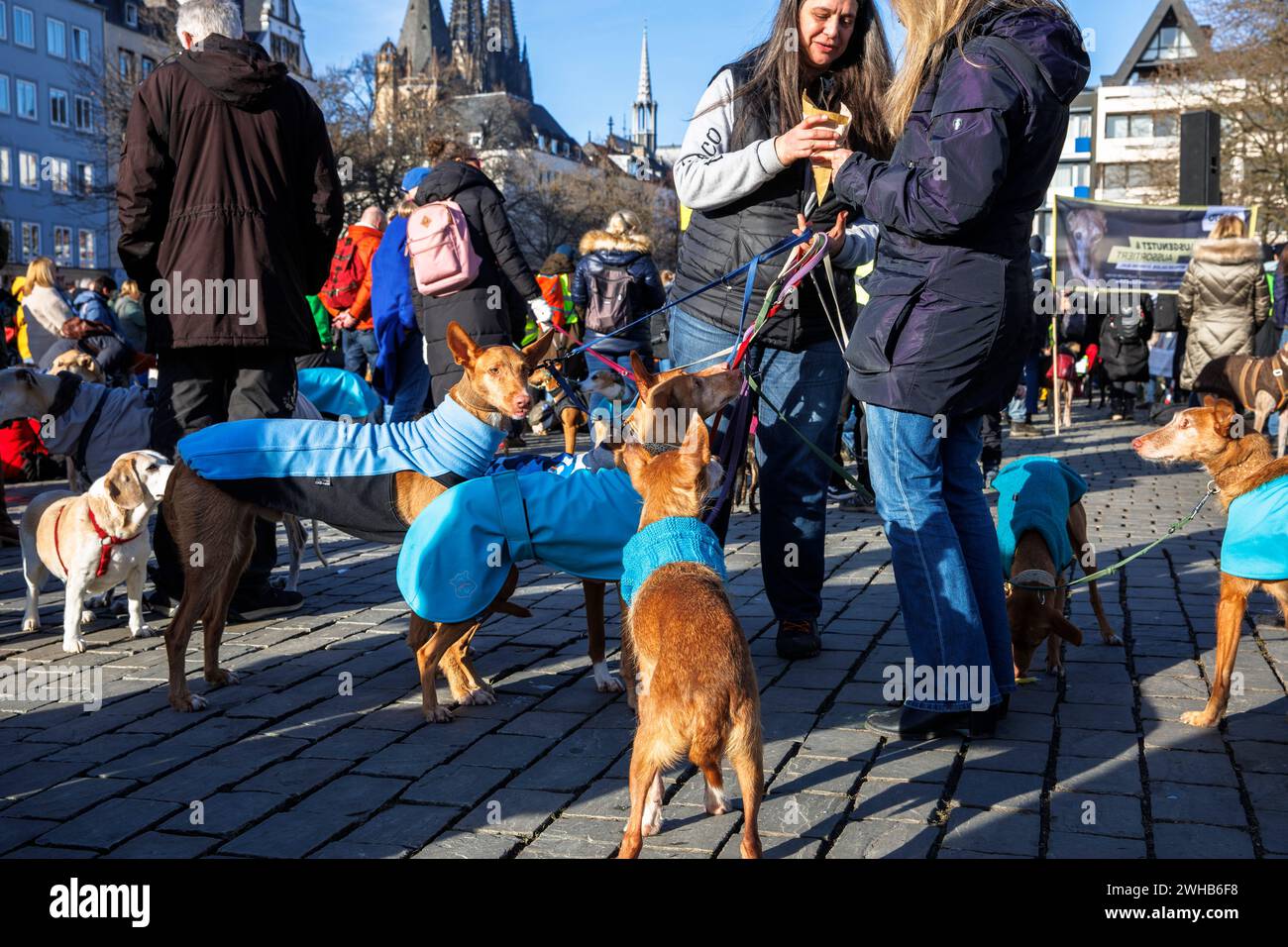 Köln Galgo März am 27.01.2024, Köln, Deutschland. Der "Welt-Galgo-Tag" lenkt die Aufmerksamkeit auf die manchmal miserablen Bedingungen, unter denen Spanisch grau ist Stockfoto