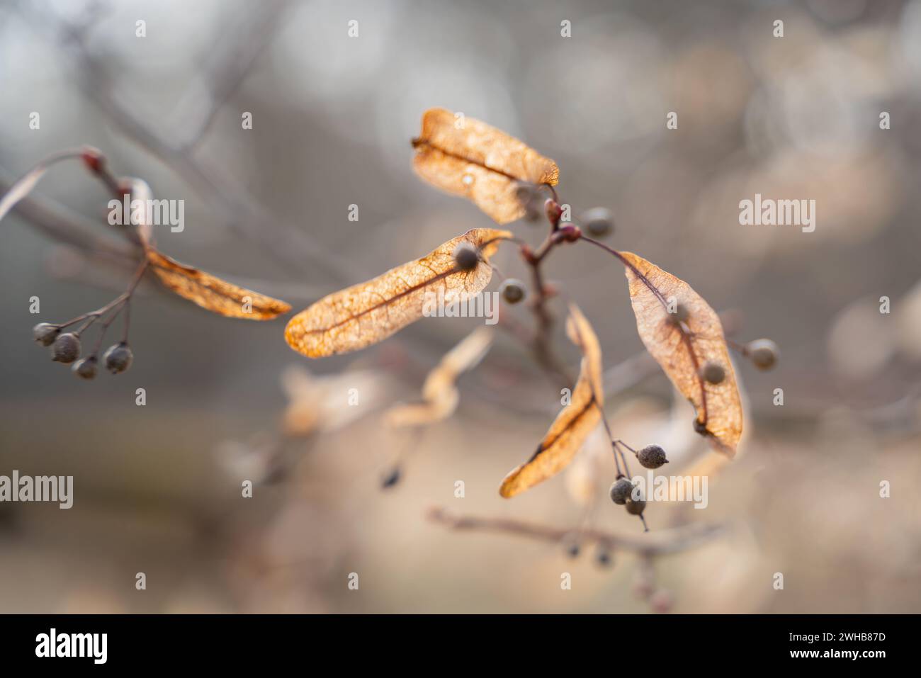 Brauner Hintergrund mit Lindenfrüchten. Linden (Tilia cordata) reife Früchte im Wind. Stockfoto
