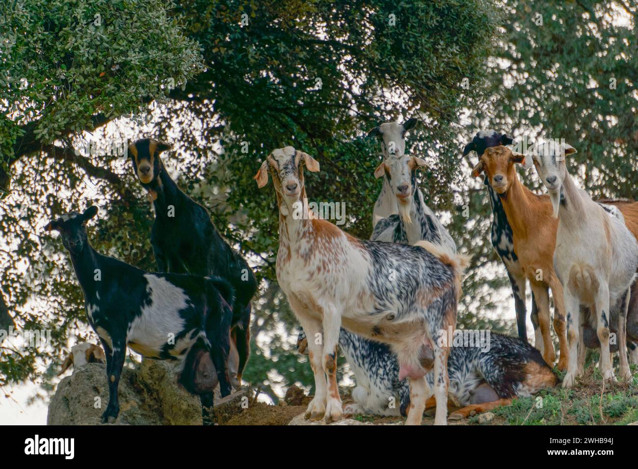 Herde neugieriger Ziegen auf den Felsen des Busches, die in die Kamera schauen Stockfoto