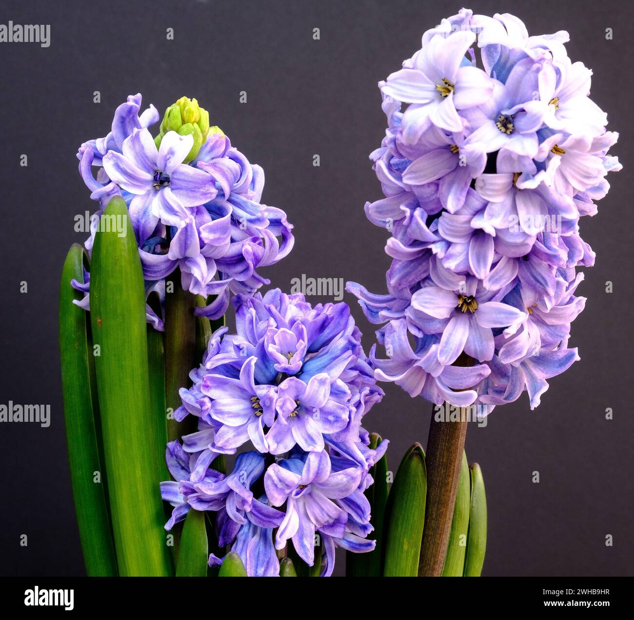 Eine blaue Hyazinthe - Hyacinthus orientalis Stockfoto