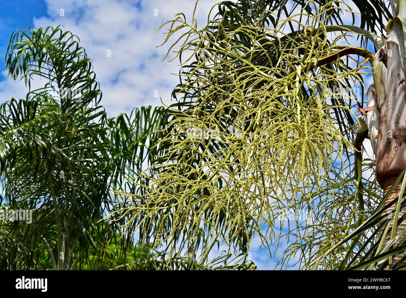Palmenknospen und Blumen auf dem öffentlichen Platz Stockfoto