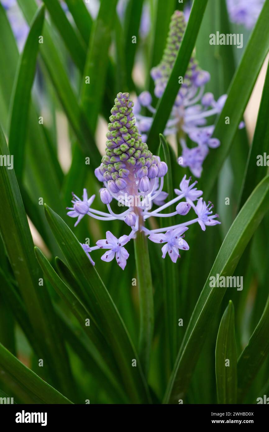 Scilla Litardierei, Amethyst-Wiesenschürze, dalmatinische scilla, blaue Traubenhyazinthe wie Blumen, Stockfoto