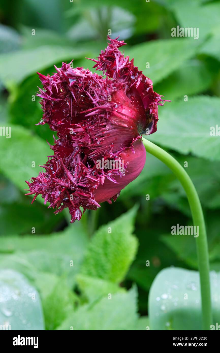 Tulipa Labrador, gefranste Tulpe, pflaumenfarbene Blüten mit gezackten Kanten Stockfoto