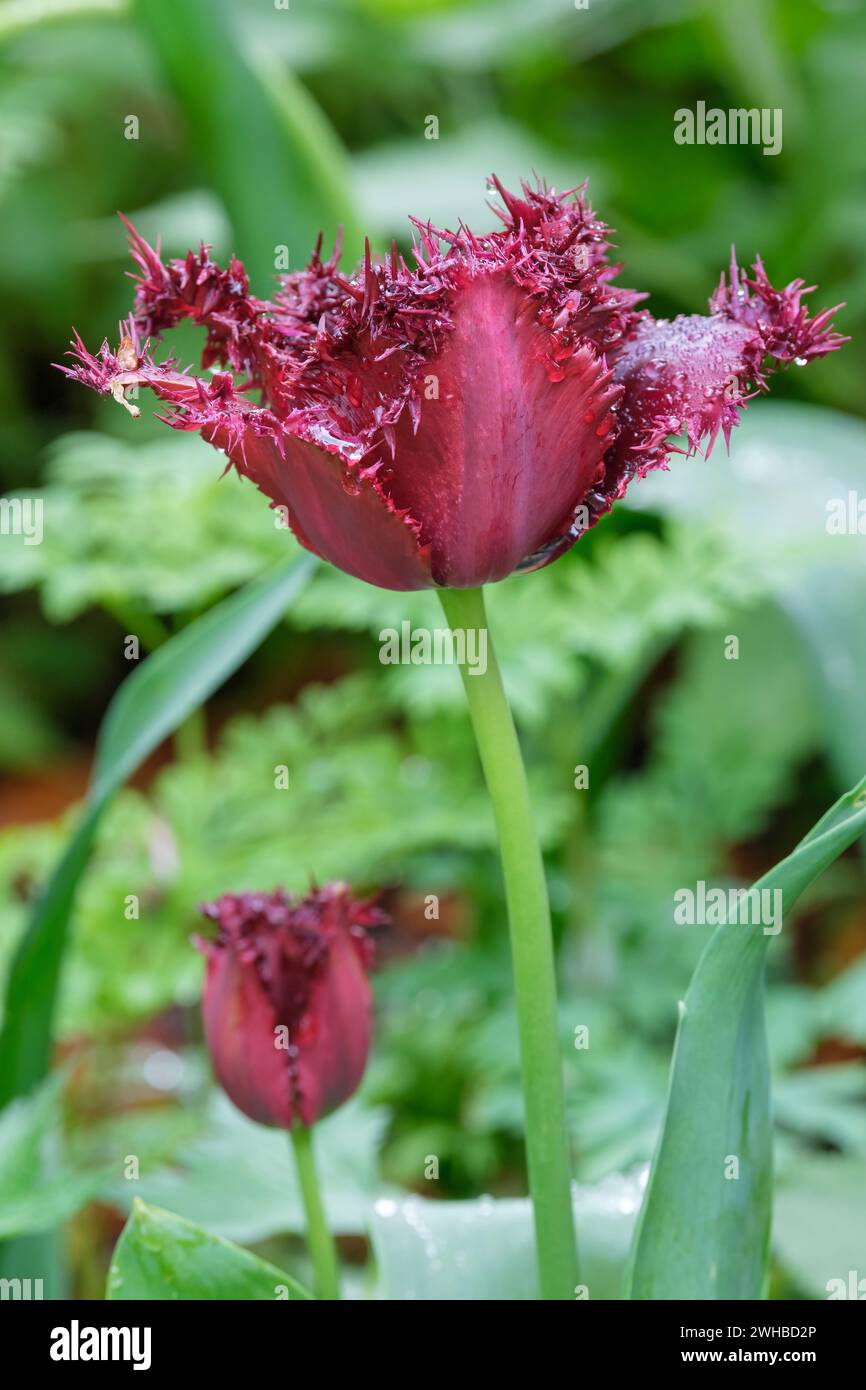Tulipa Labrador, gefranste Tulpe, pflaumenfarbene Blüten mit gezackten Kanten Stockfoto