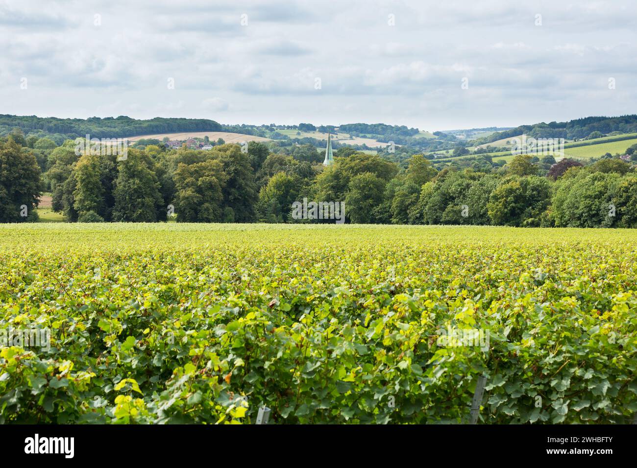 Reihen üppiger grüner Weinstöcke in der Landschaft von Kent. Simpsons Vineyard, Barham, Canterbury, Kent, England. Stockfoto