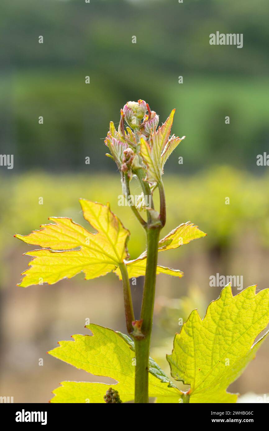 Bud bricht an den Reben. Die Blüte beginnt im Weinberg. Hambledon Vineyard, Hambledon, Hampshire, England. Stockfoto