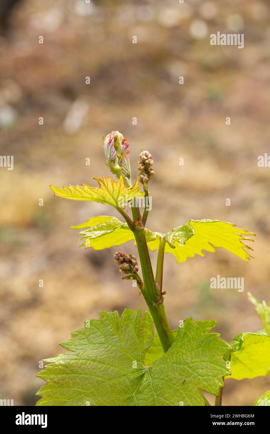 Bud bricht an den Reben. Die Blüte beginnt im Weinberg. Hambledon Vineyard, Hambledon, Hampshire, England. Stockfoto
