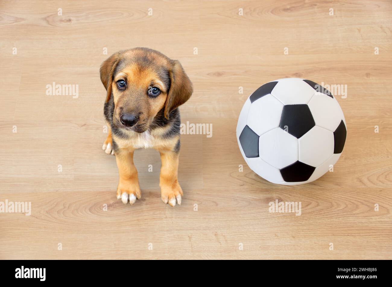 Ein Hund spielt mit einem Fußball, während er in die Kamera schaut Stockfoto