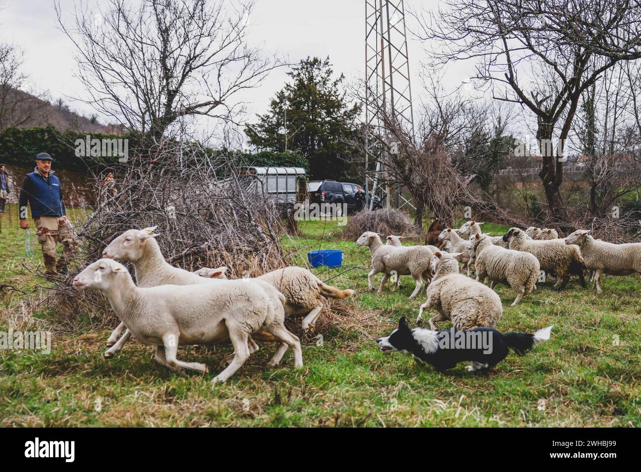 Sainte Colombe, Frankreich. Februar 2024. © PHOTOPQR/LE DAUPHINE/Jean-Baptiste BORNIER ; Sainte-Colombe ; 09/02/2024 ; Sainte-Colombe (Isère), le 9 février 2024. Association Naturama. Le chien de berger en train de rassembler le troupeau de moutons avant de partir. Foto: Jean-Baptiste Bornier/Le Dauphiné Libéré Vienne, Frankreich, 9. februar 2024 Naturama Association. Die Schafe können sich entspannen, während sie die Hänge des Weinbergs erhalten. Quelle: MAXPPP/Alamy Live News Stockfoto