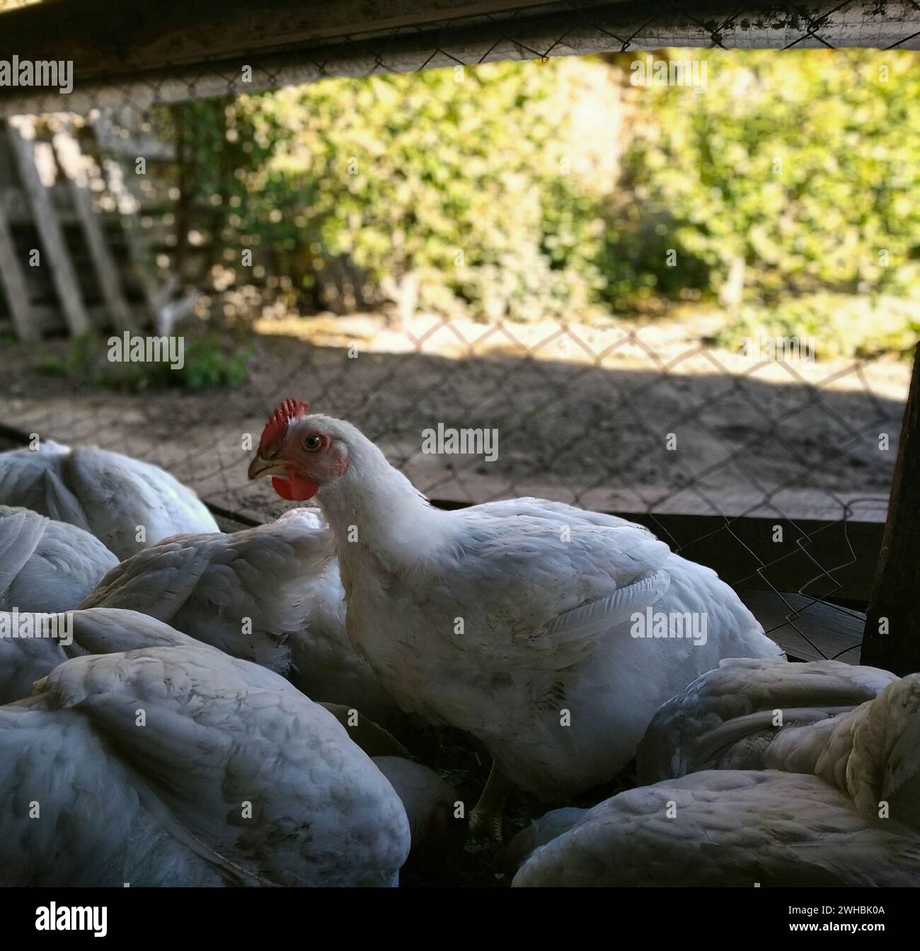 Masthähnchen mit roter Jakobsmuschel, umgeben von Hühnern Stockfoto