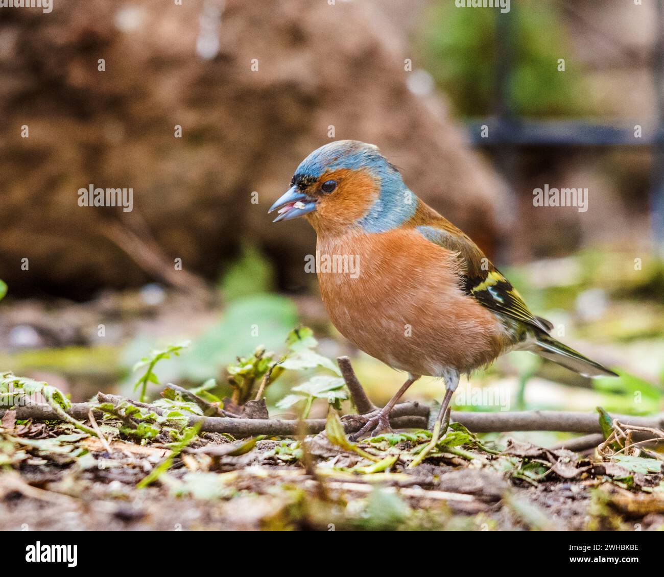 Ein Buchhalm Stockfoto