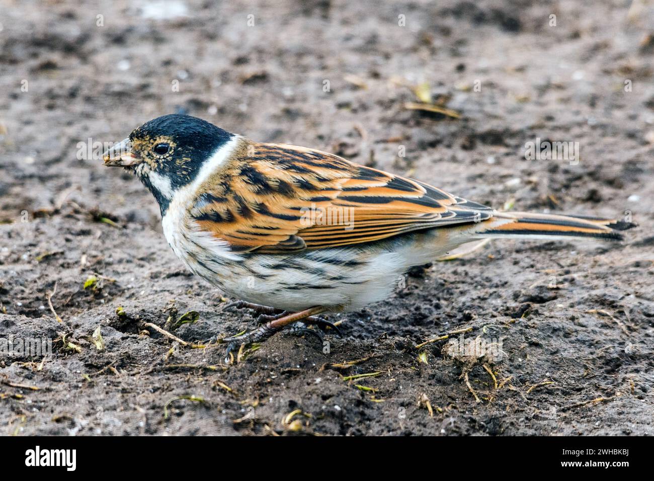 Ein Reed-Flatting Stockfoto
