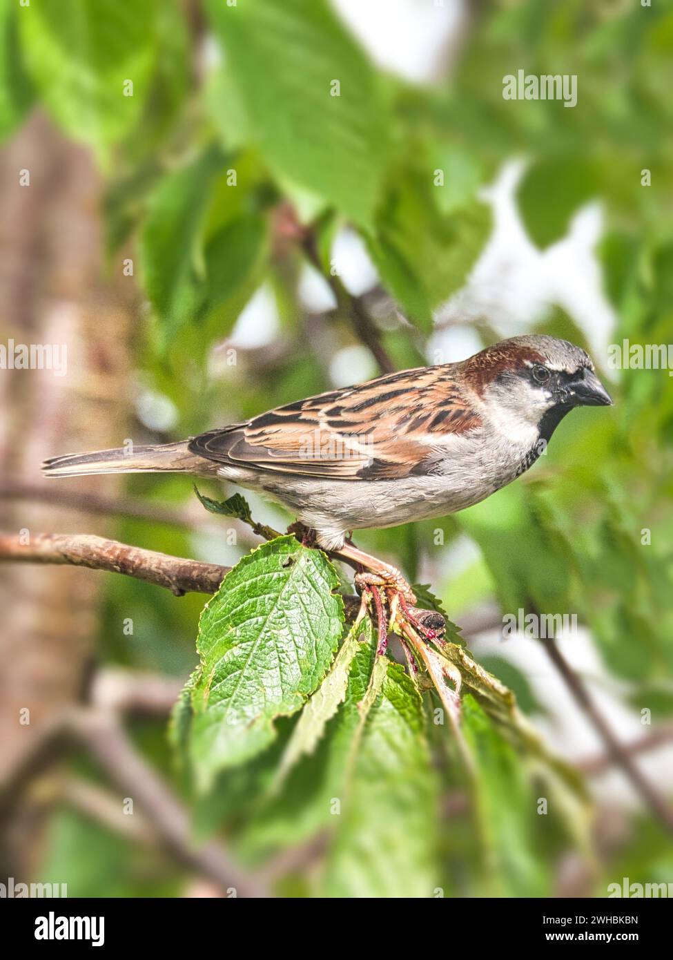Ein häufiger Spatzen Stockfoto