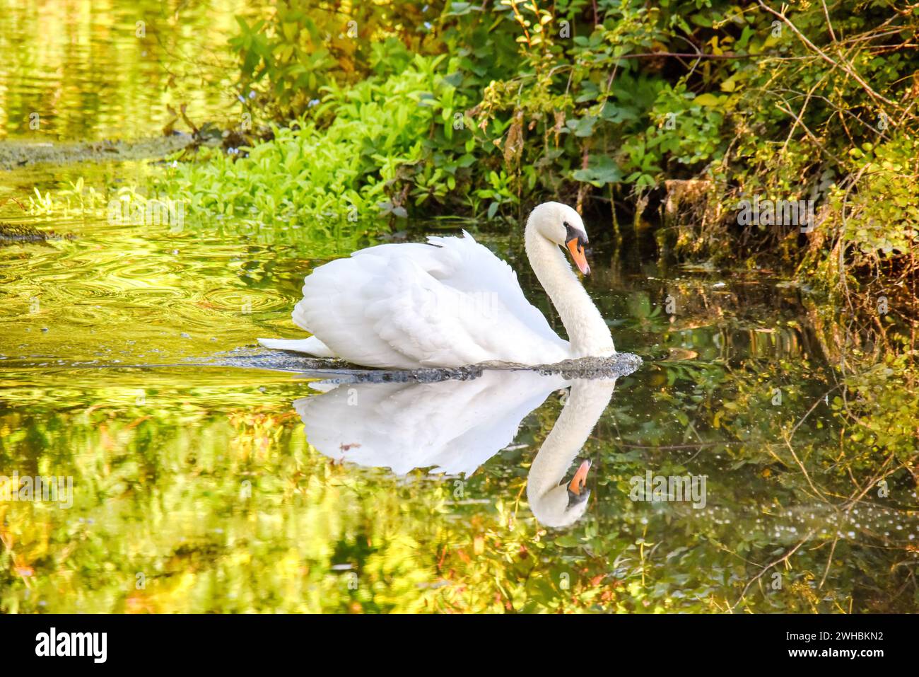 Ein Schwan, der anmutig schwimmt Stockfoto