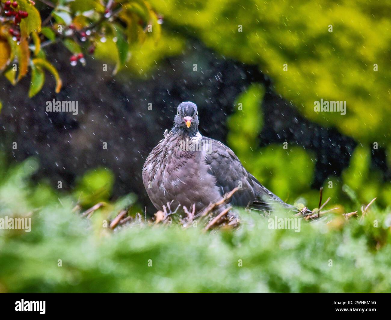 Eine Taube im Regen Stockfoto
