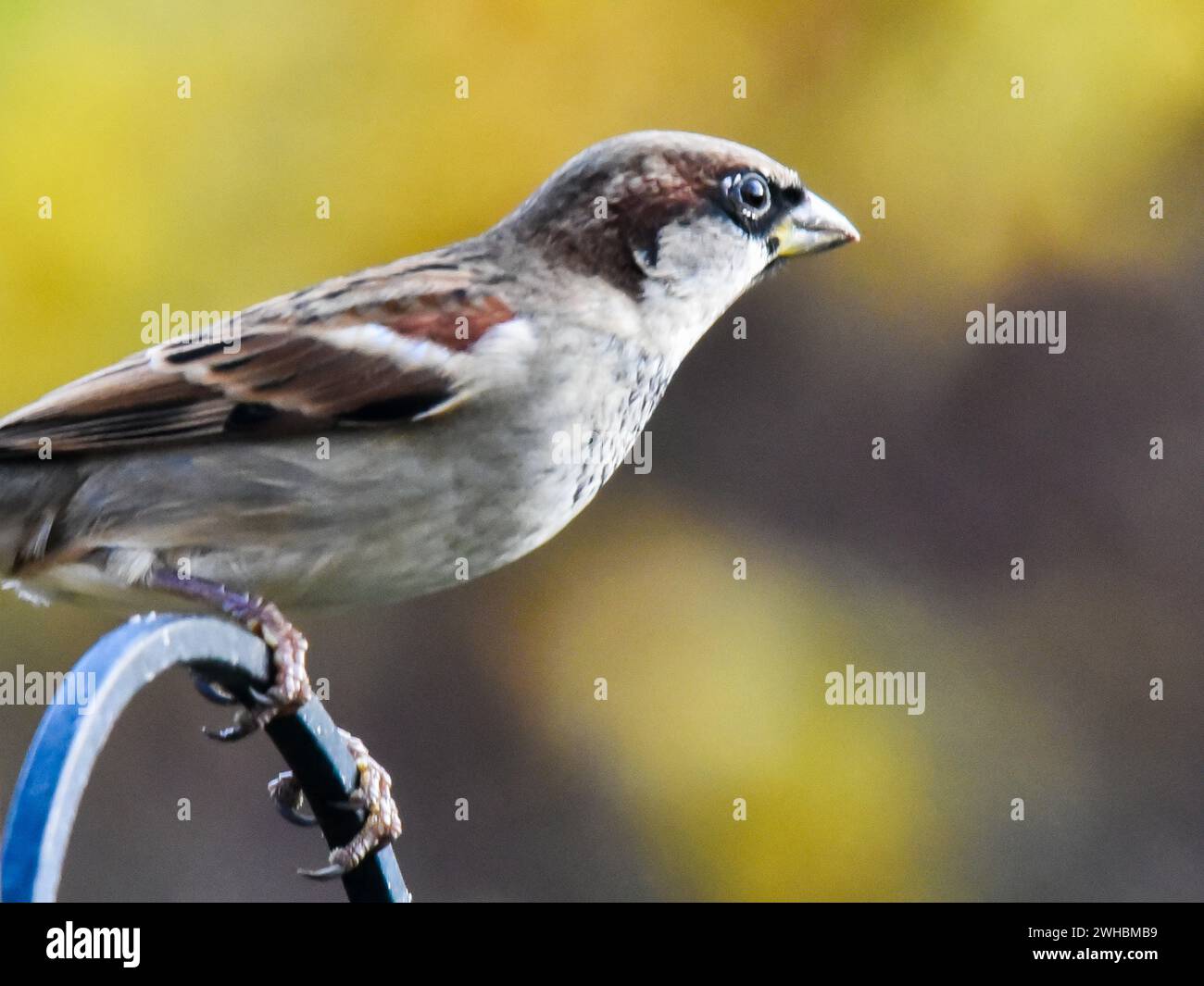 Eine finke Stockfoto