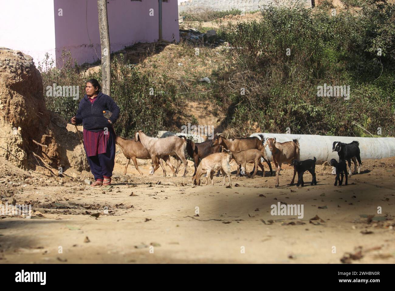 Kathmandu, Bagmati, Nepal. Februar 2024. Am 9. Februar 2024 kehrt eine Frau mit ihrem Vieh von einem Feld in Pharping, am Stadtrand von Kathmandu, Nepal, zurück. (Kreditbild: © Sunil Sharma/ZUMA Press Wire) NUR REDAKTIONELLE VERWENDUNG! Nicht für kommerzielle ZWECKE! Stockfoto