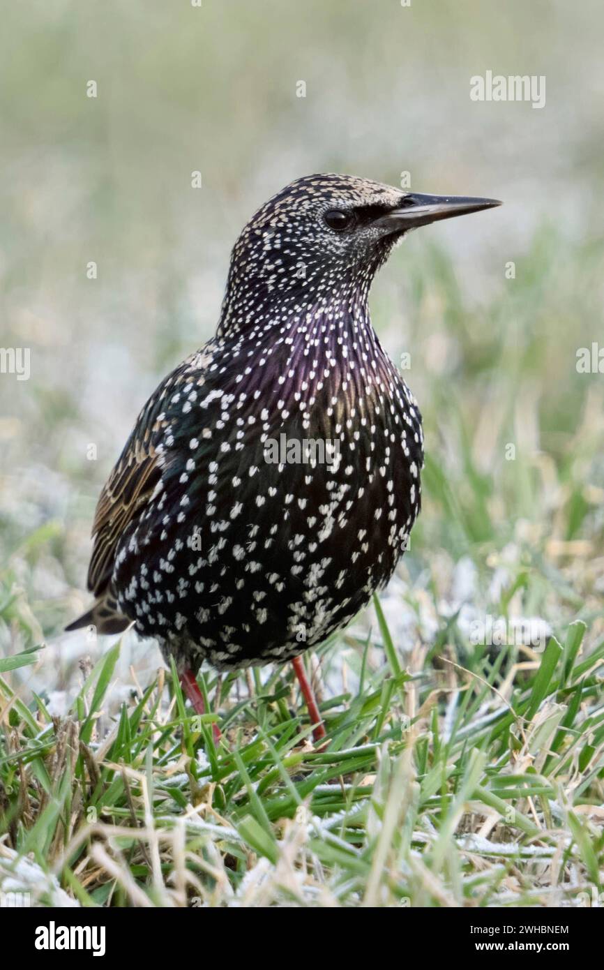 Star Sturnus vulgaris im Winter, sitzend / stehend auf einer Wiese, in frostigem Gras, Schneereste, bekannter, häufiger Singvogel, als Zugvogel bekannt, überwintert zunehmend aber auch bei uns als Standvogel, Tierwelt, Europa. *** Gemeiner Starling / Star Sturnus vulgaris im Winter, sitzend / stehend auf einer Wiese, frostiges Gras, aufmerksam beobachten, Wildtiere, Europa. Nordrhein-Westfalen Deutschland, Westeuropa Stockfoto