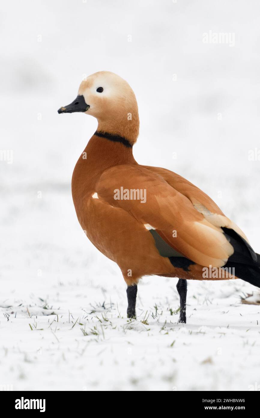 Ruddy Brandente/Rostgans (Tadorne casarca), Überwinterung Rüde in der Zucht Kleid, stehend auf schneebedeckten Ackerland, invasive Spezies in Europa, wi Stockfoto