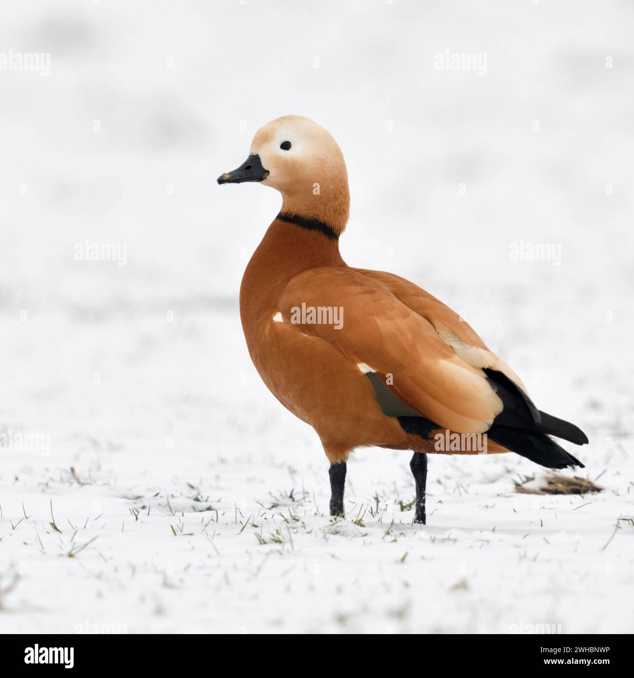 Ruddy Brandente/Rostgans (Tadorne casarca), Überwinterung Rüde in der Zucht Kleid, stehend auf schneebedeckten Ackerland, invasive Spezies in Europa, wi Stockfoto