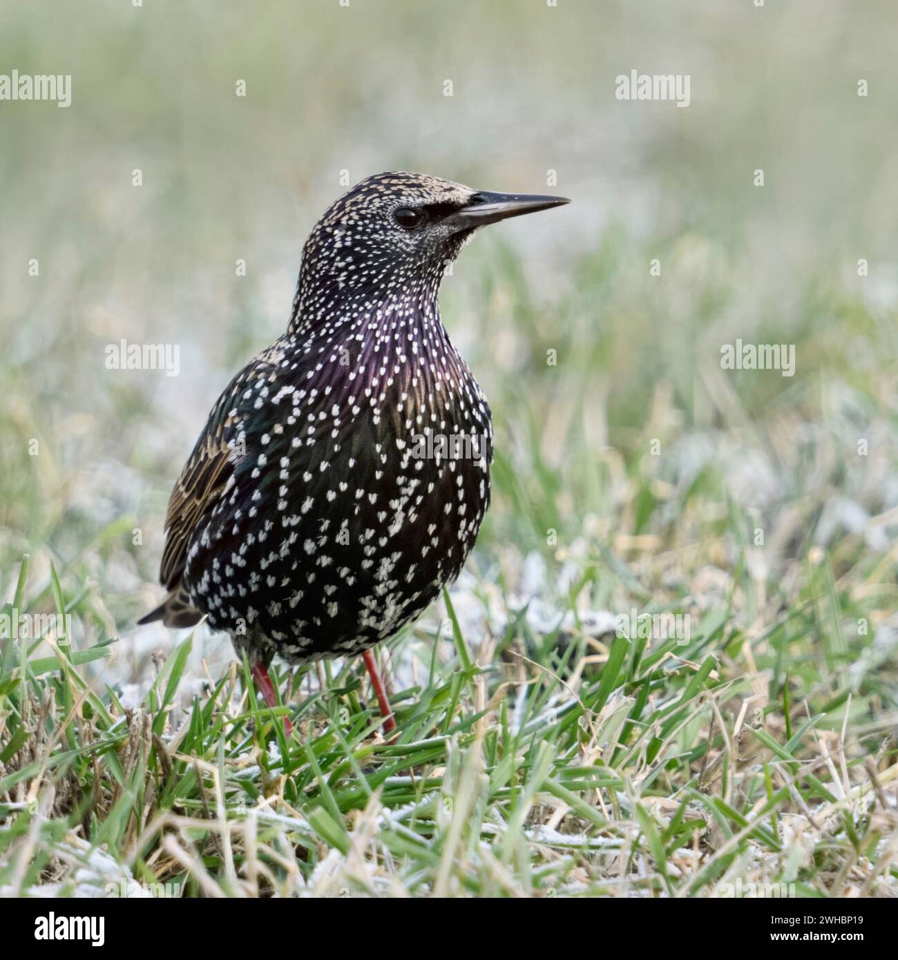 Common Starling/Star (Sturnus vulgaris) im Winter, das Sitzen/Stehen auf einer Wiese, Gras, um aufmerksam zu beobachten, Wildlife, Europa. Stockfoto