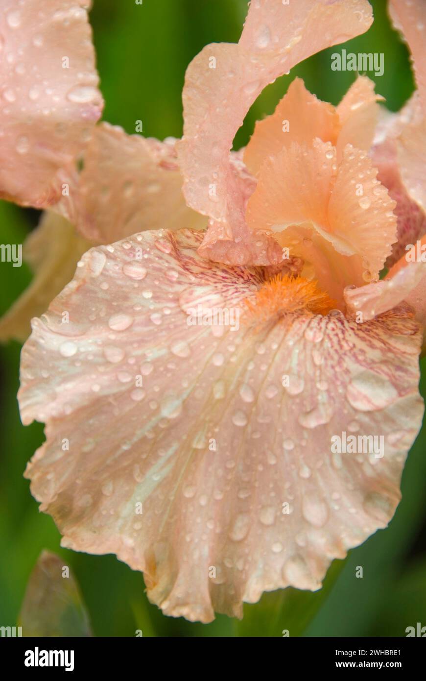 Pavian unten Iris, Schreiners Iris Gardens, Keizer, Oregon Stockfoto