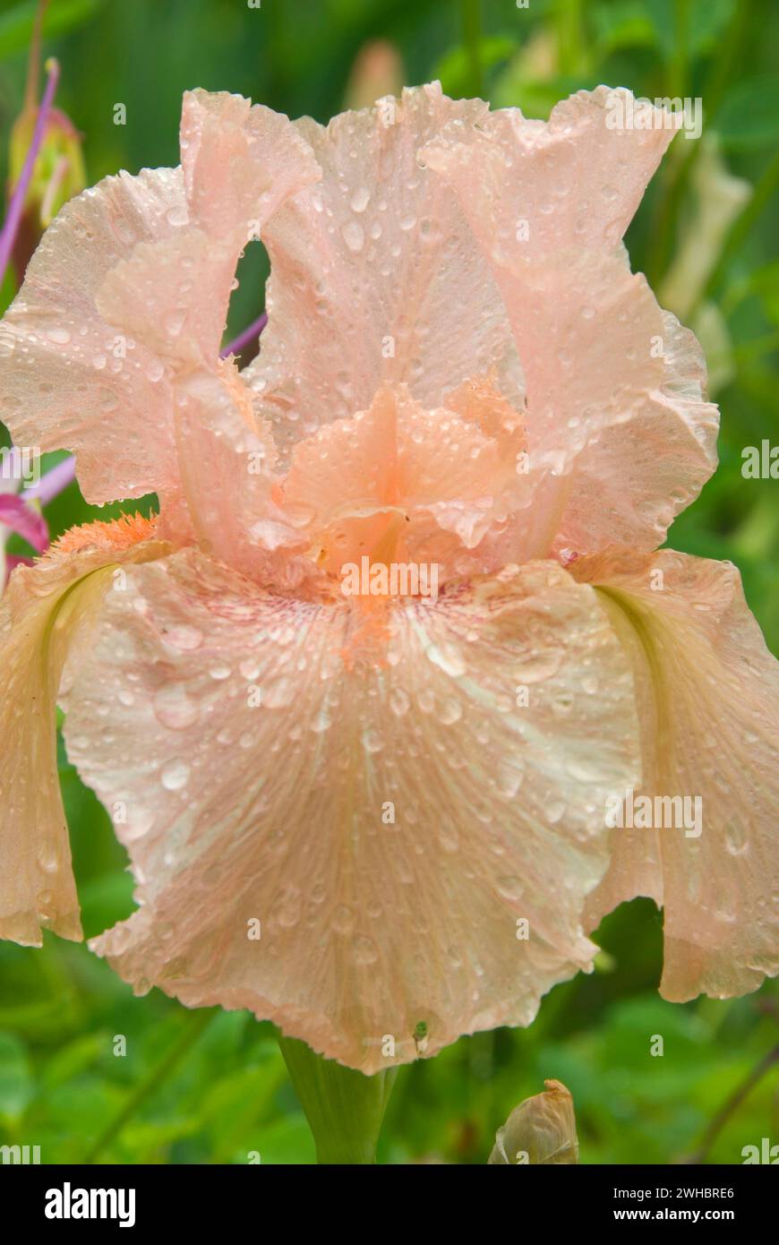 Pavian unten Iris, Schreiners Iris Gardens, Keizer, Oregon Stockfoto