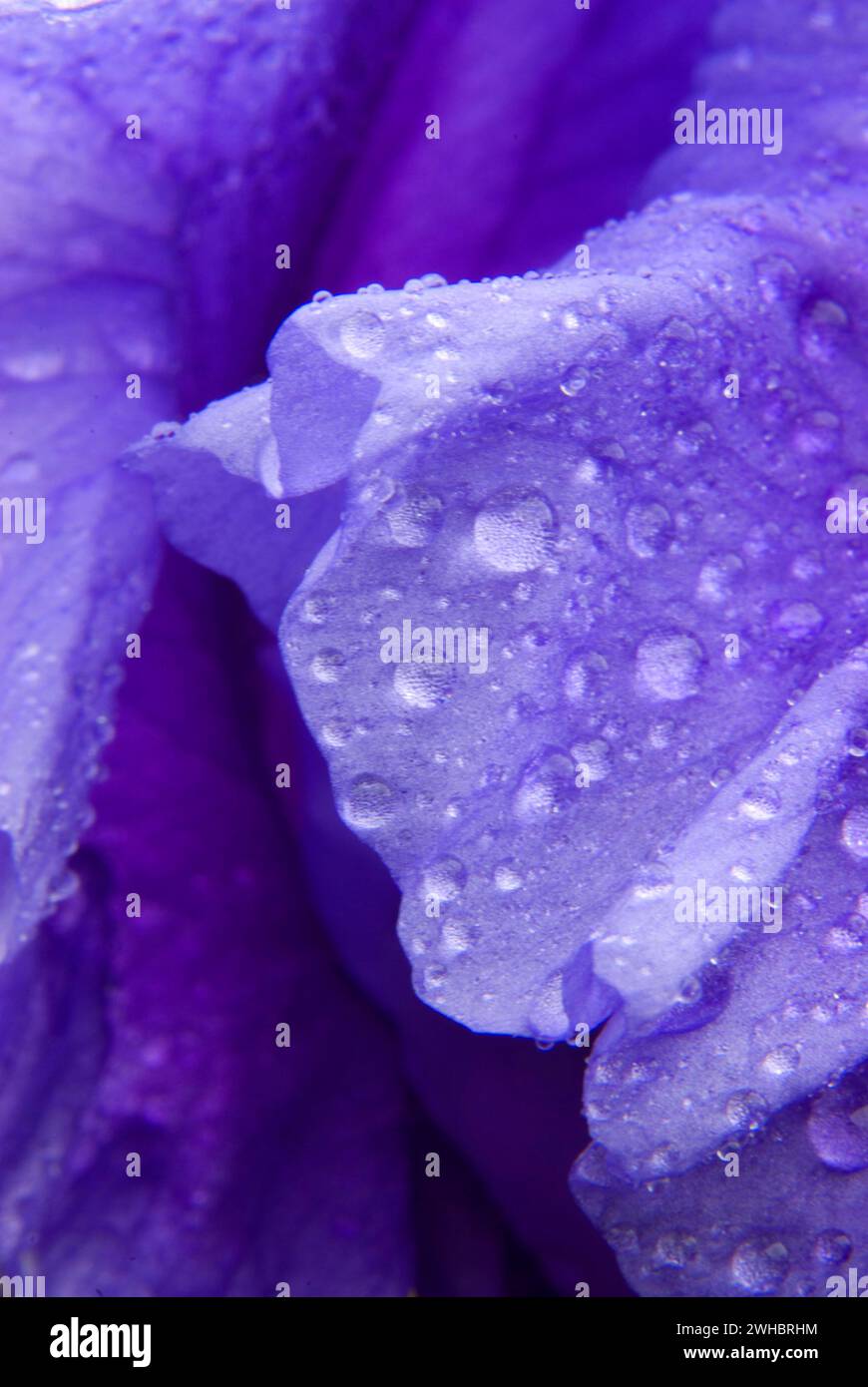 Fatal Attraction Iris, Schreiners Iris Gardens, Keizer, Oregon Stockfoto