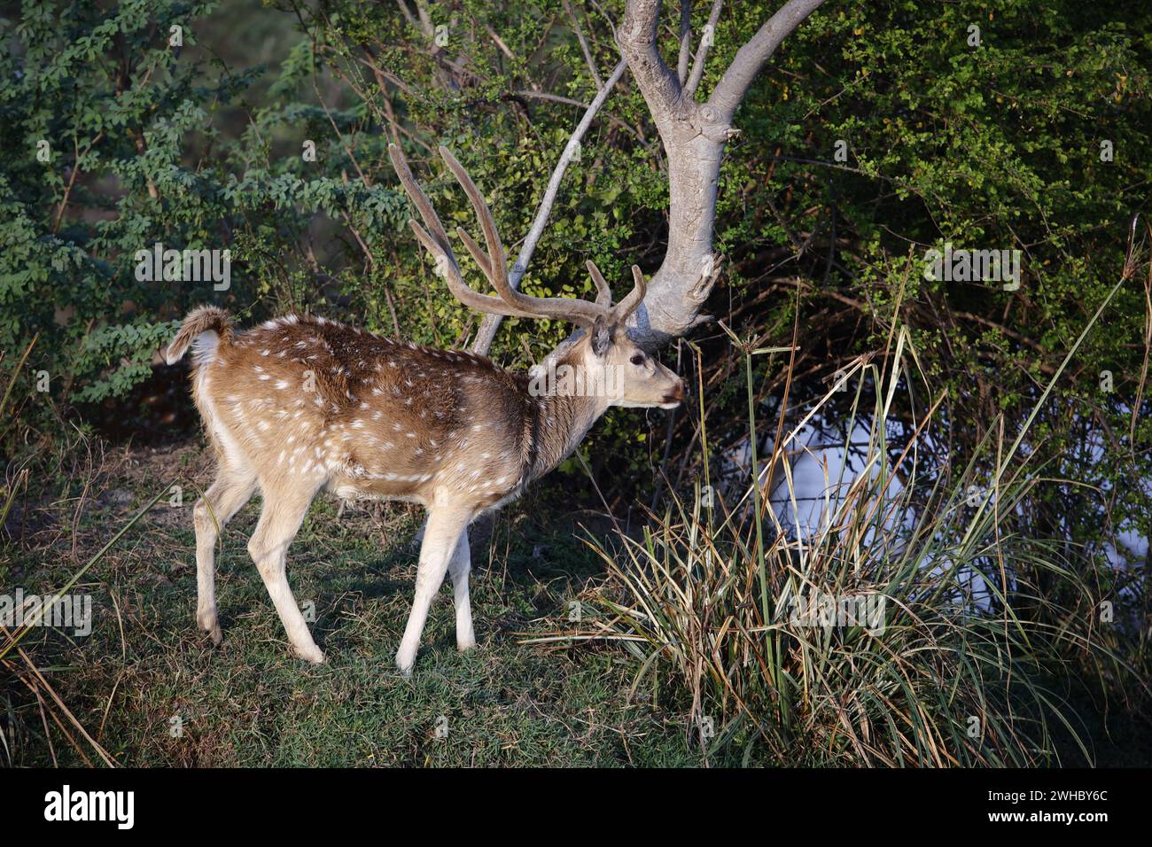 Hirsche an einem See Stockfoto