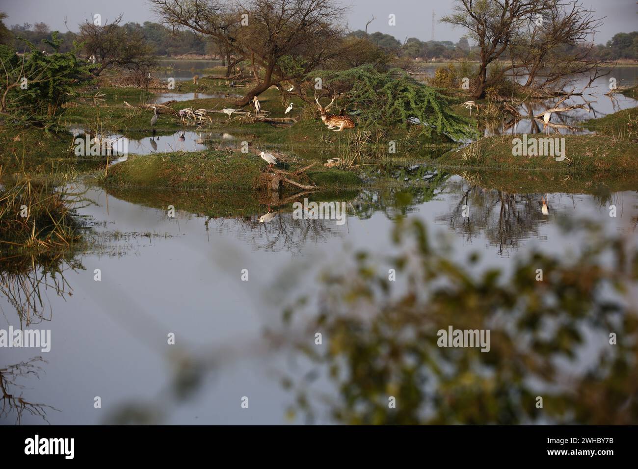 Hirsche an einem See Stockfoto