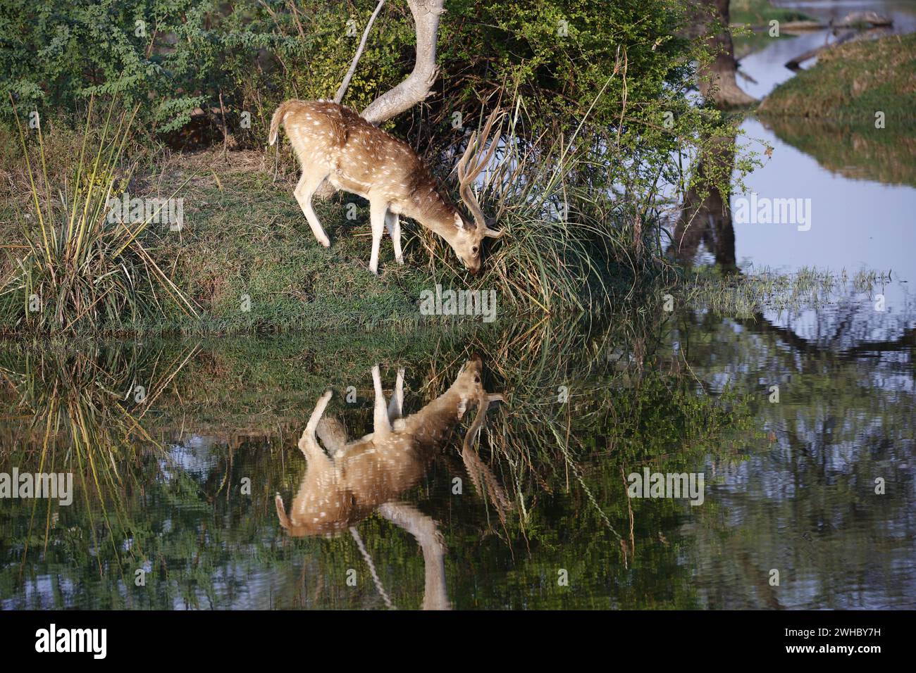 Hirsche an einem See Stockfoto