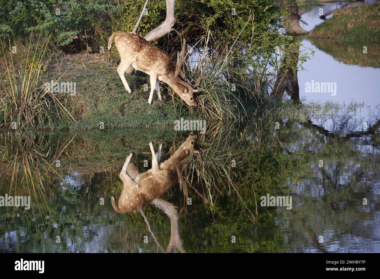 Hirsche an einem See Stockfoto