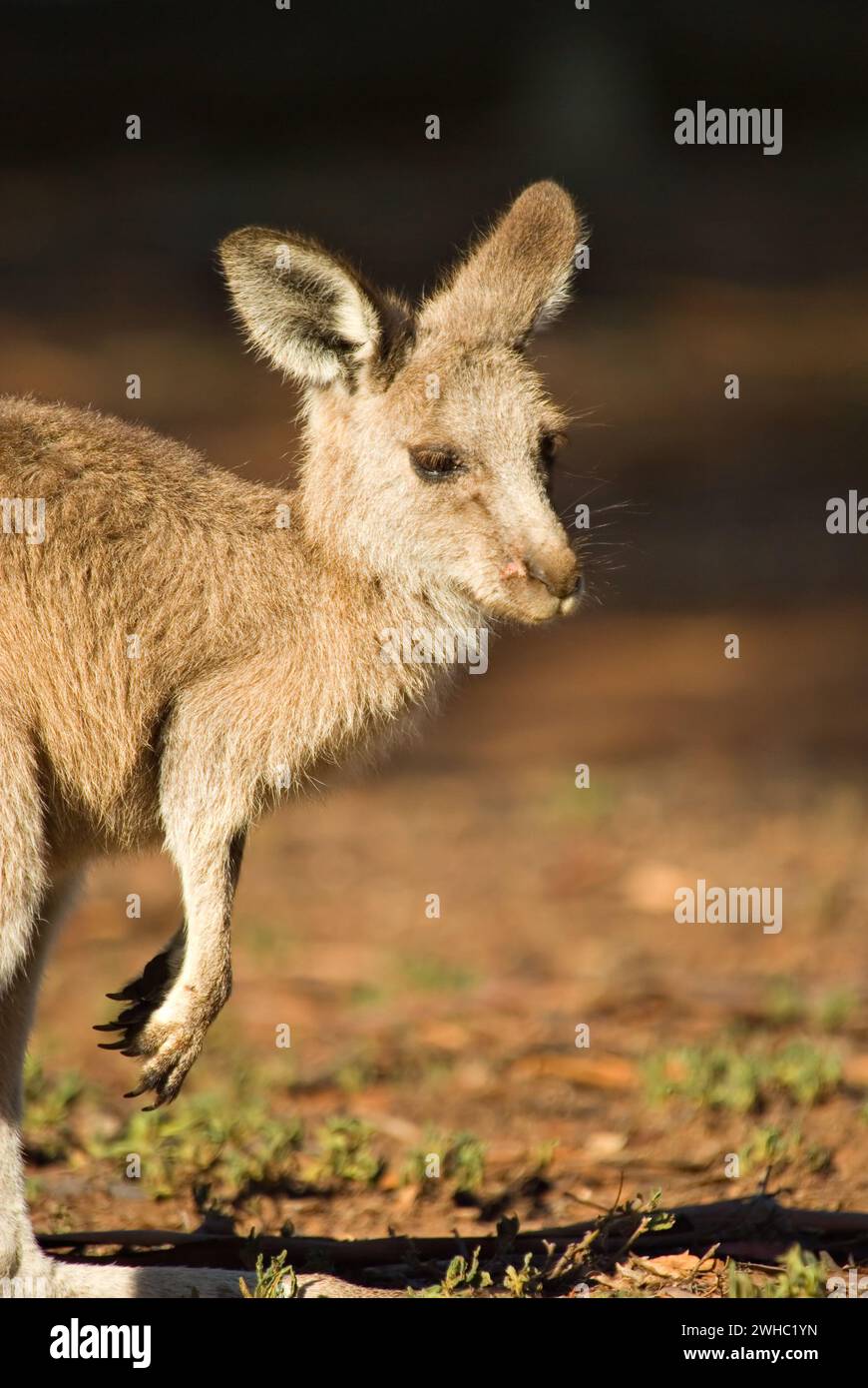 Australische Känguru Stockfoto
