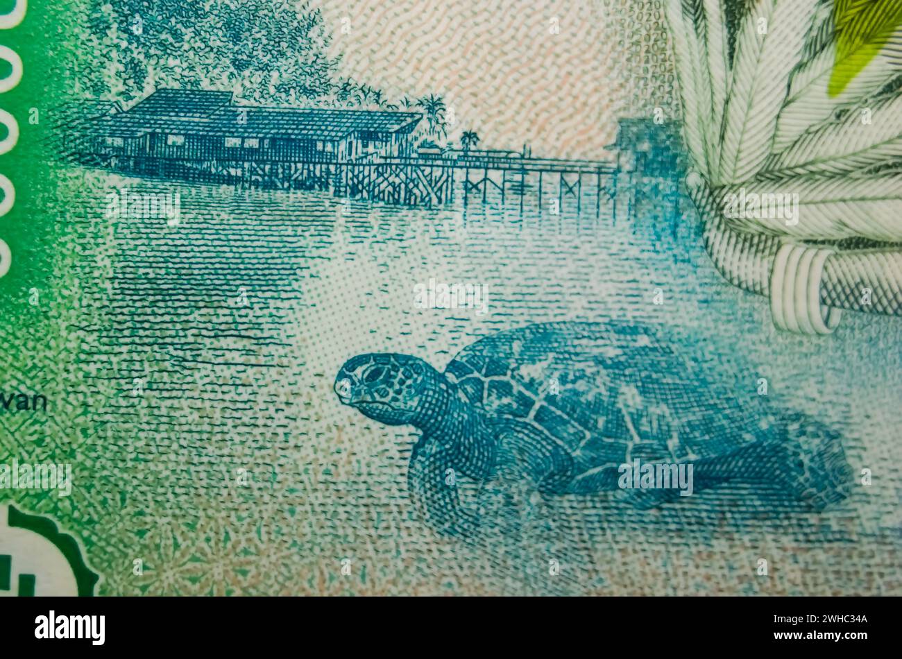 Makrofotografie der Derawan Islands Marinesuhort auf der indonesischen 20-tausend-Rupiah-Banknote. Stockfoto