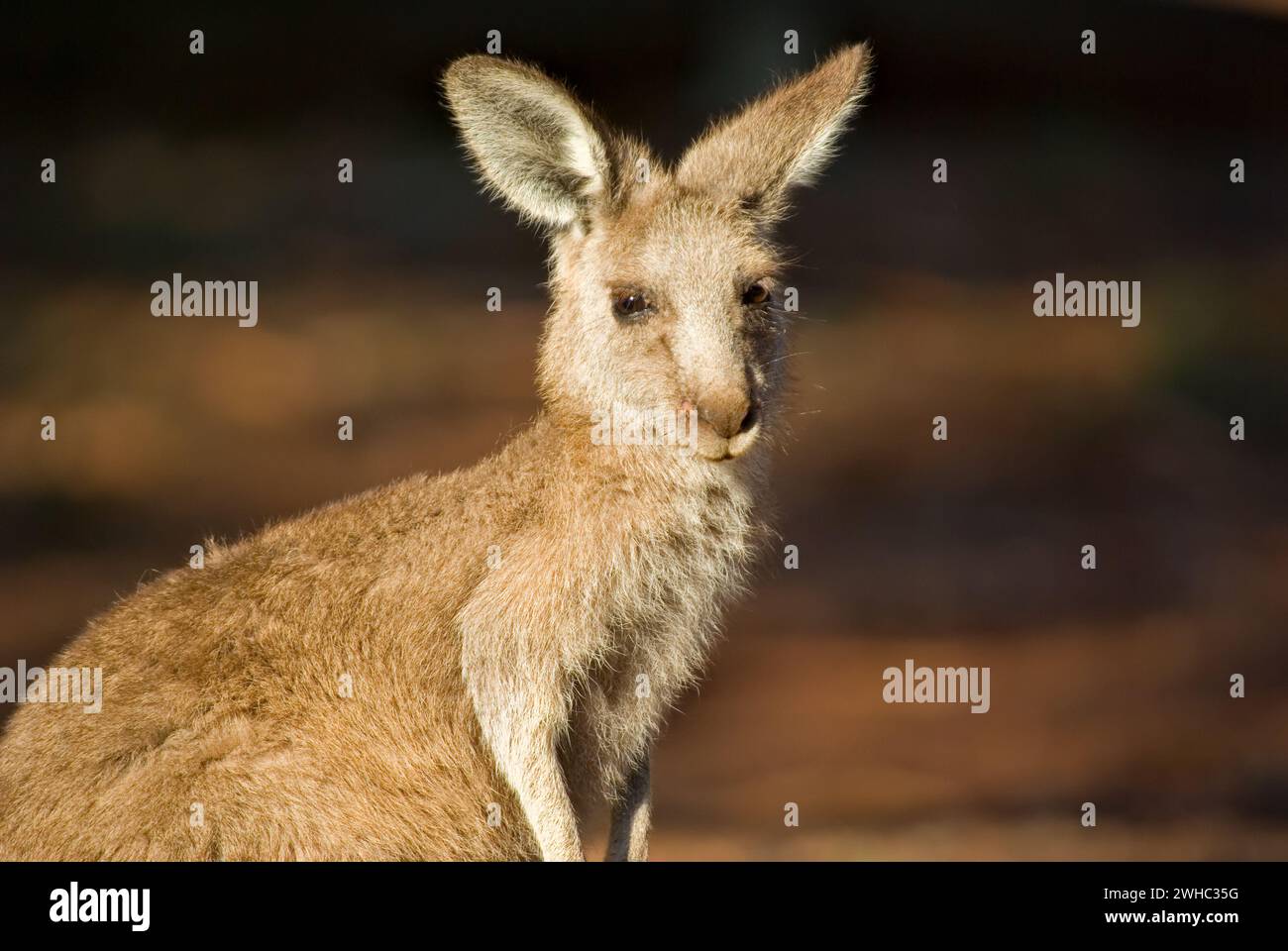 Kangaroo Nahaufnahme Stockfoto