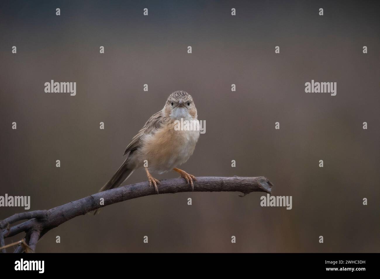 Gemeiner Babbler, Argya caudata, Panna Tiger Reserve, Madhya Pradesh, Indien Stockfoto