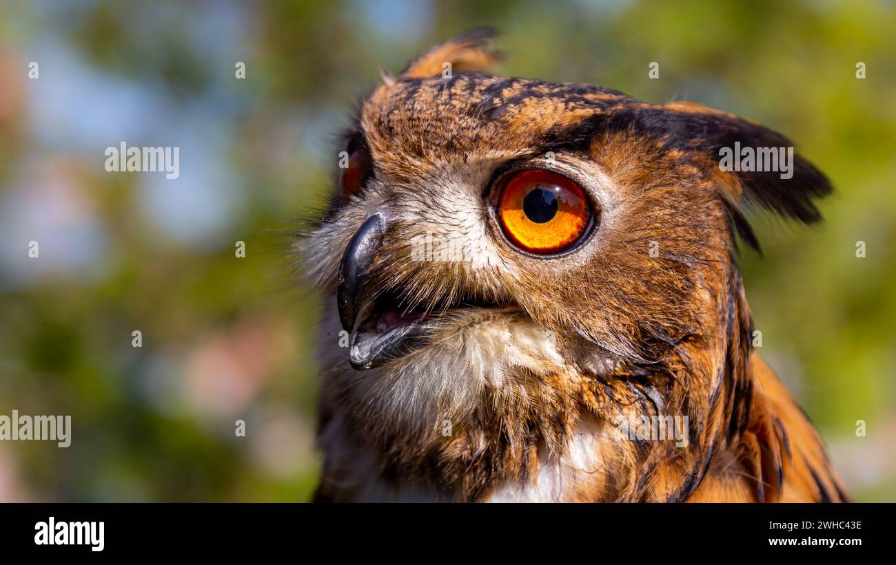 Eine Nahaufnahme des Kopfes einer Uhu. Große Augen und ein scharfer Schnabel eines Raubvogels. Aufgenommen an einem sonnigen Tag. Stockfoto