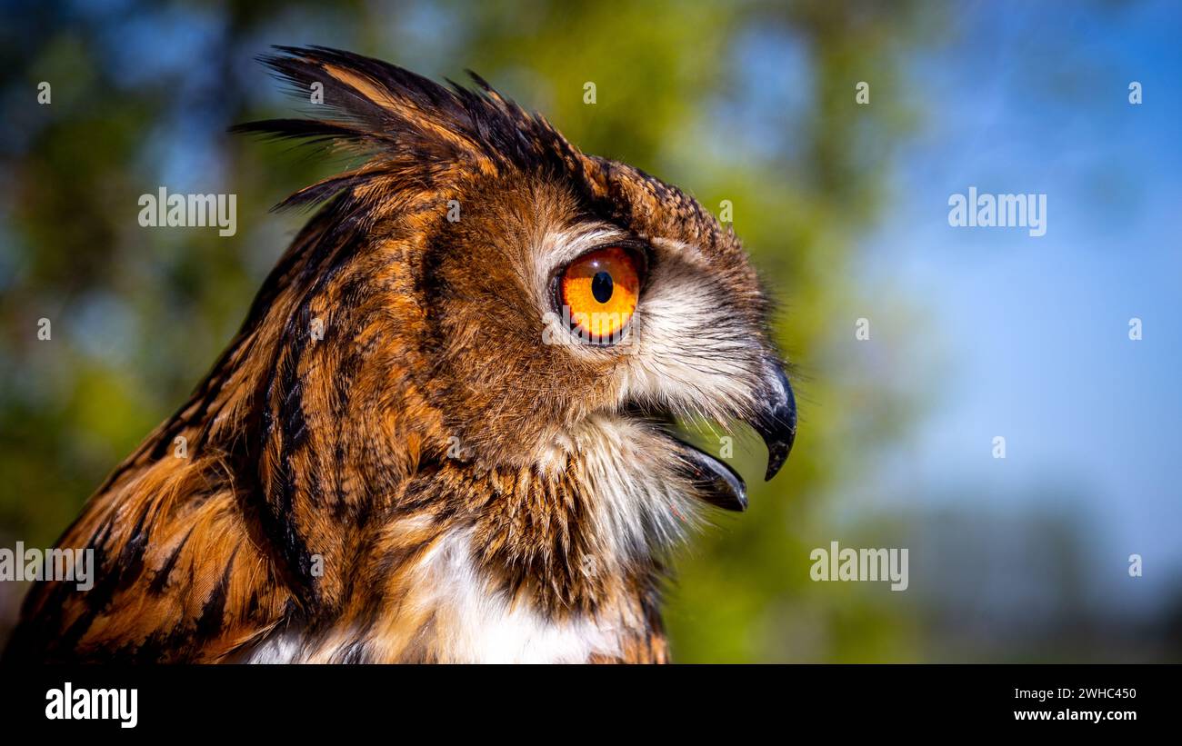 Eine Nahaufnahme des Kopfes einer Uhu. Große Augen und ein scharfer Schnabel eines Raubvogels. Aufgenommen an einem sonnigen Tag. Stockfoto