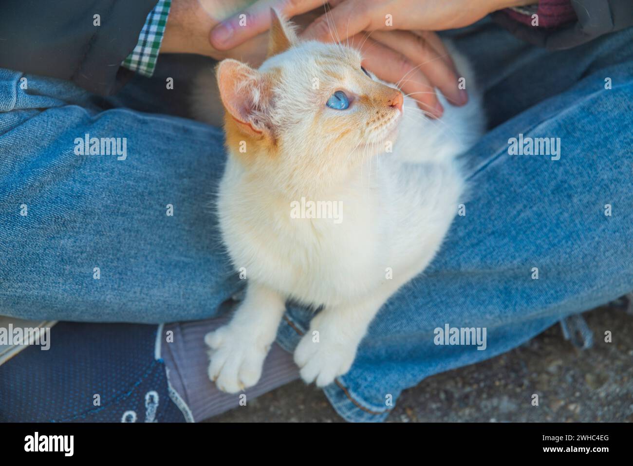 Ein Mann, der ein weißes Kätzchen hält. Stockfoto