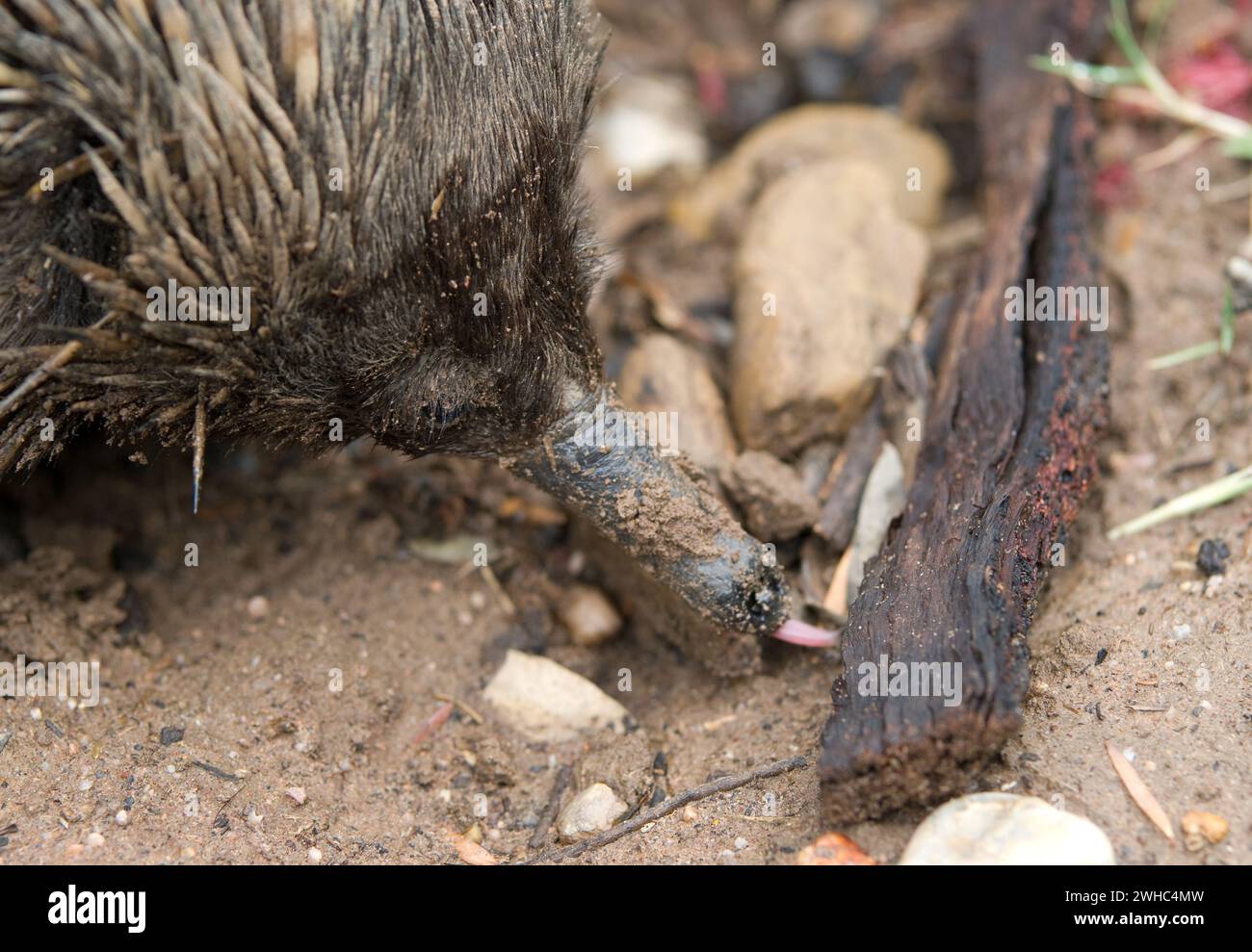 Australische Technidna Stockfoto