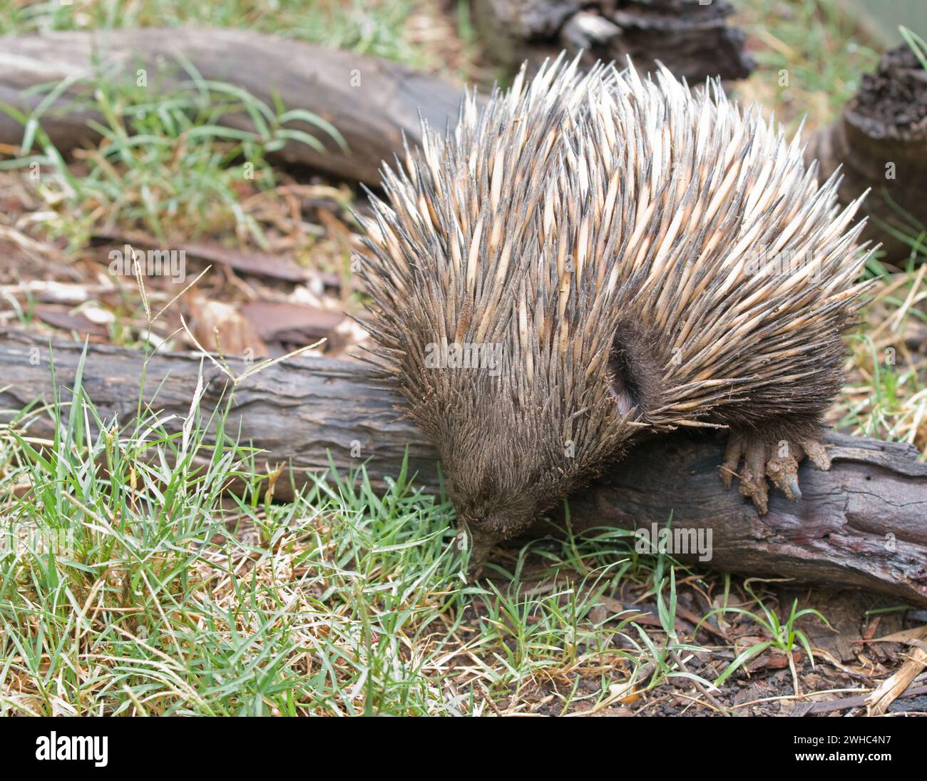 Australische Technidna Stockfoto