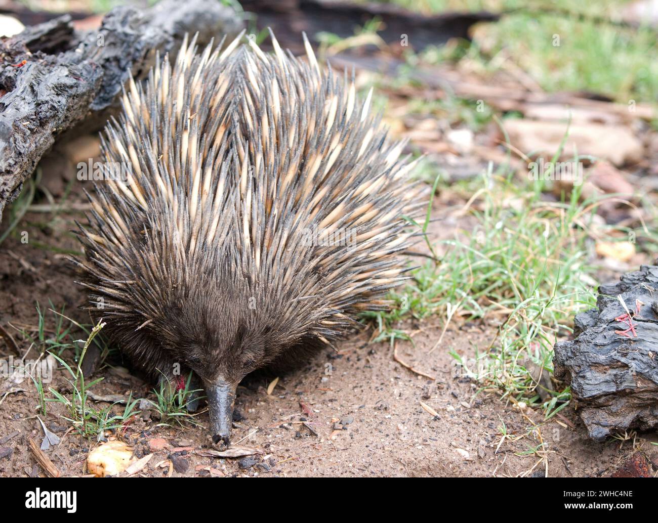 Australische Technidna Stockfoto