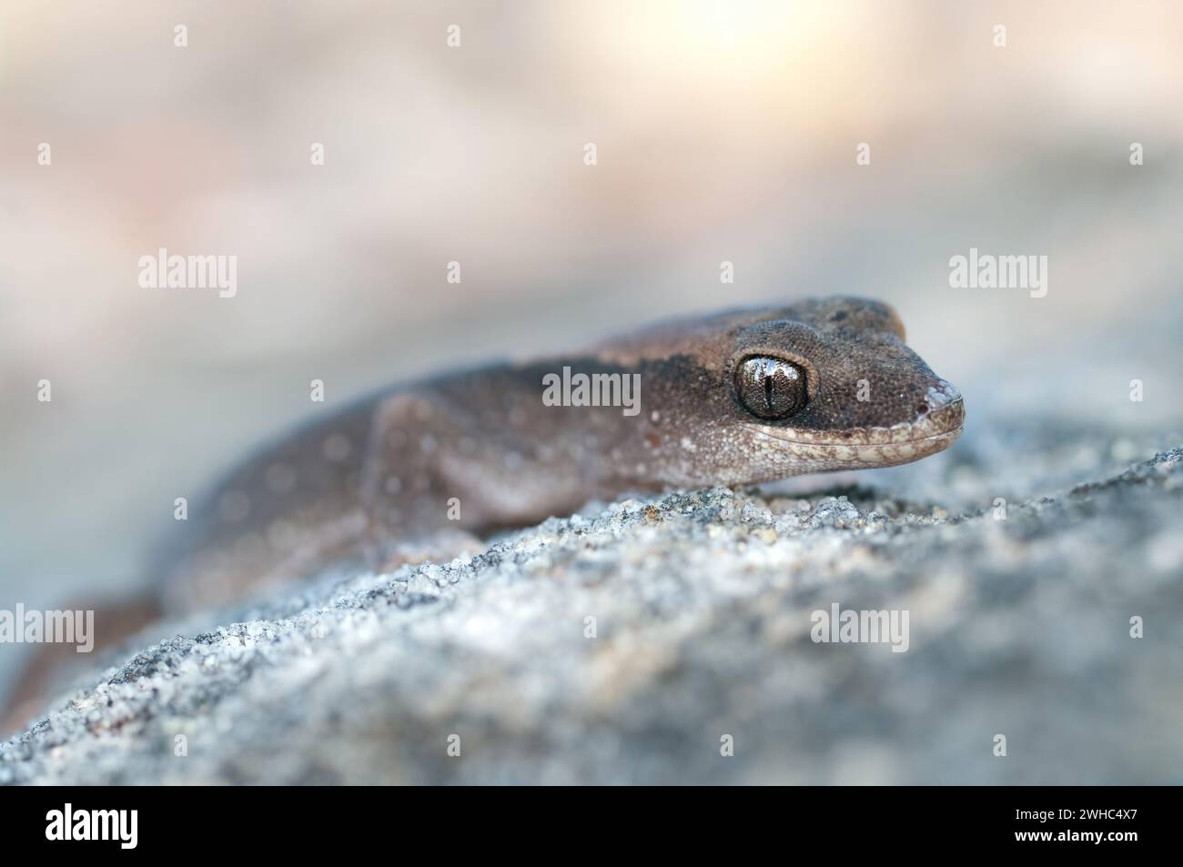 Gecko auf einem Felsen Stockfoto