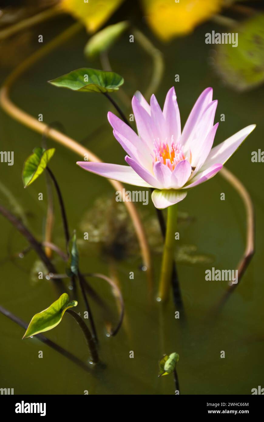 Lotusblüten. Stockfoto