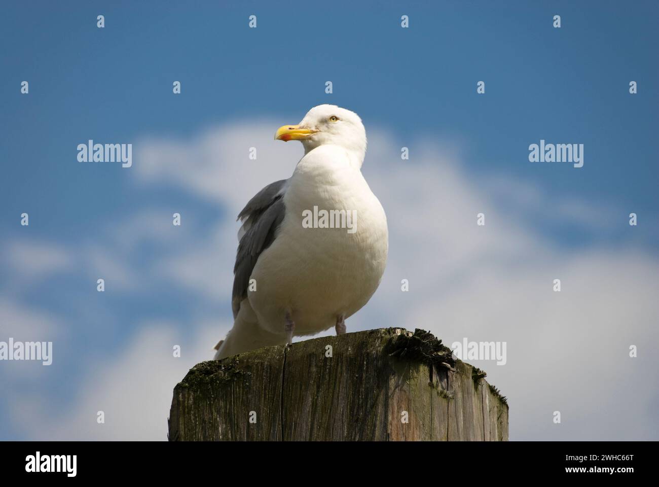 Seevögel an der deutschen nordseeküste. Stockfoto