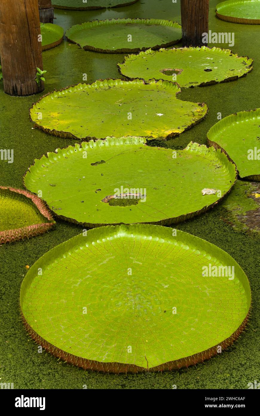 Die antike Stadt in Muang Boran in der Nähe von Bangkok Stockfoto