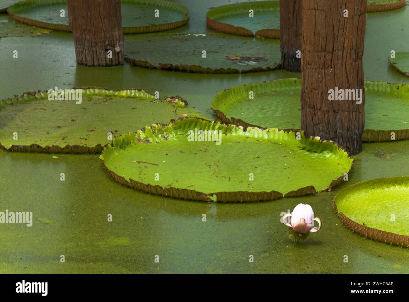 Die antike Stadt Muang Boran in der Nähe von Bangkok Stockfoto