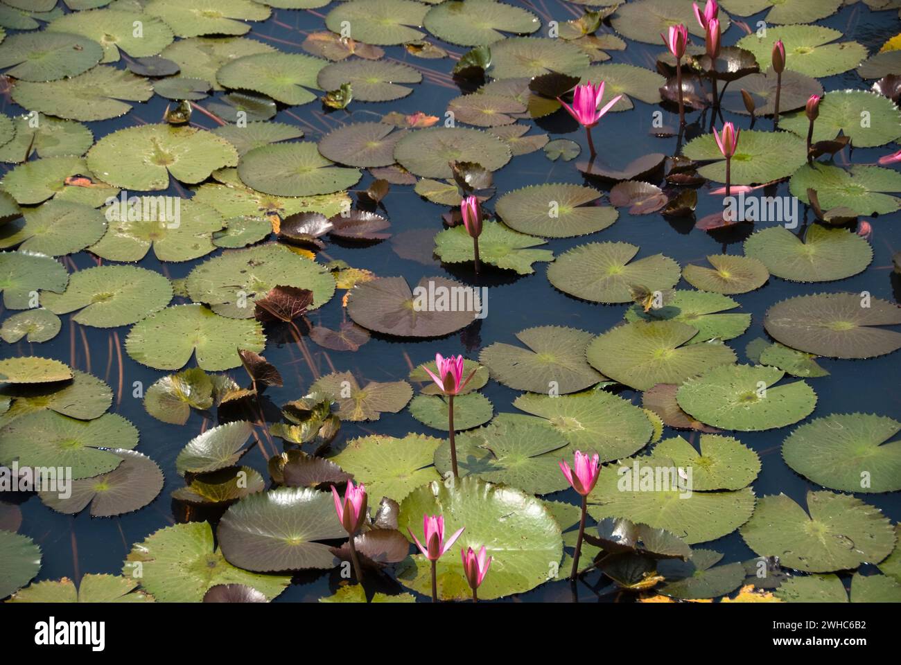 Hloy Lotusflowers. Stockfoto