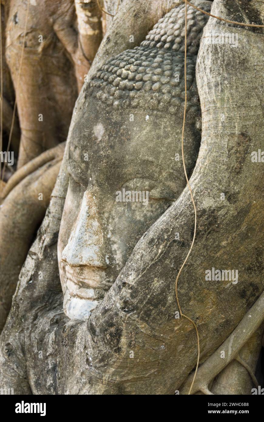 Eingeprägter buddha-Kopf in der alten siam-Königsstadt Ayutthaya Stockfoto